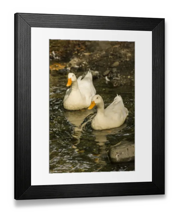 Framed Print : Issaquah, Washington State, USA. Domestic free-range Pekin ducks swimming in a stream by their farm Framed Print : Issaquah, Washington State, USA. Domestic free-range Pekin ducks swimming in a stream by their farm