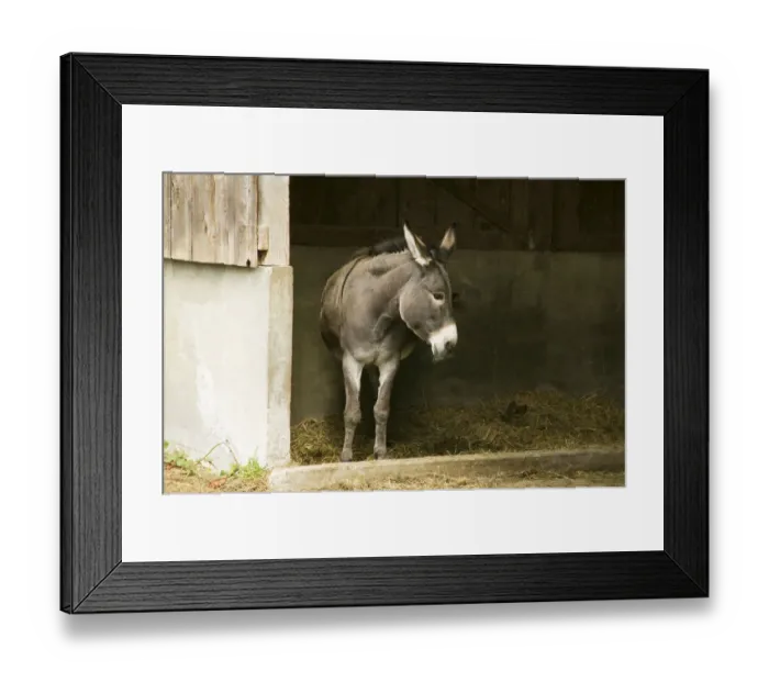 Framed Print : Fall City, Washington State, USA. Donkey in her shelter