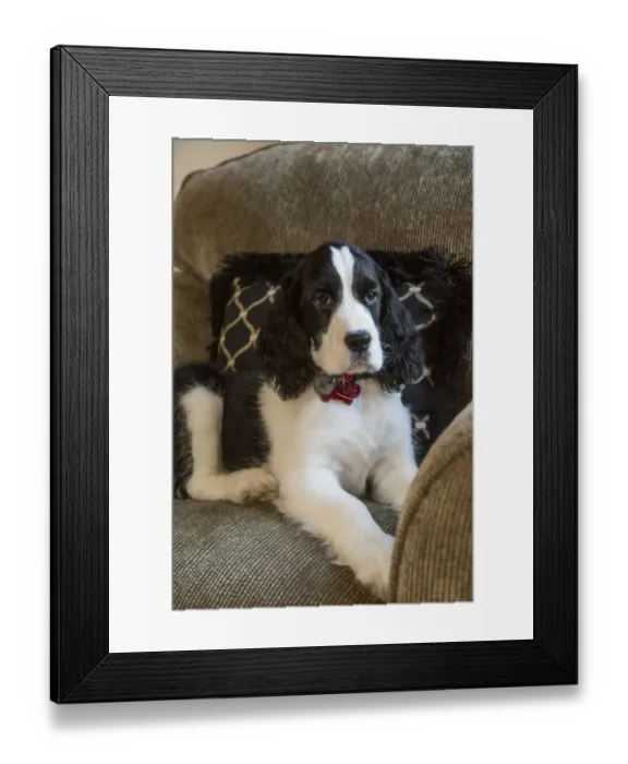 Framed Print : Two month old Springer Spaniel puppy reclining in a chair. (PR) Framed Print : Two month old Springer Spaniel puppy reclining in a chair. (PR)