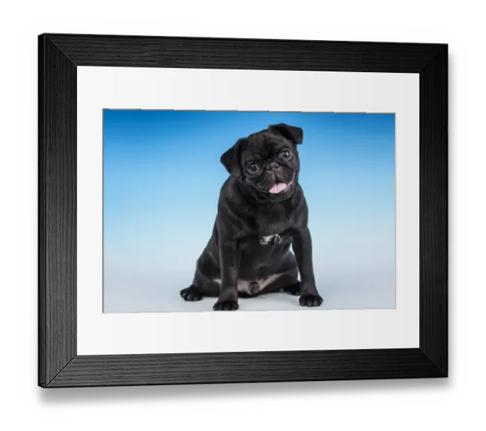 Framed Print : Black Pug puppy sitting in a studio. (PR)