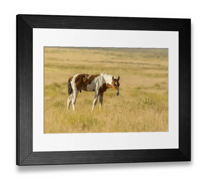 Framed Print : USA, Utah, Tooele County. Wild horse foal close-up Framed Print : USA, Utah, Tooele County. Wild horse foal close-up