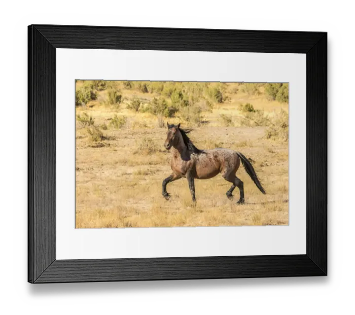 Framed Print : USA, Utah, Tooele County. Wild horse adult profile Framed Print : USA, Utah, Tooele County. Wild horse adult profile