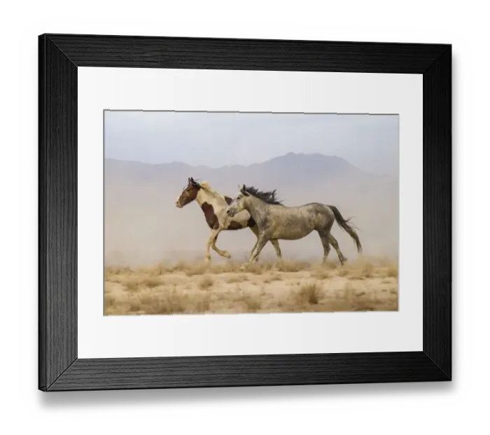 Framed Print : USA, Utah, Tooele County. Wild horses running Framed Print : USA, Utah, Tooele County. Wild horses running