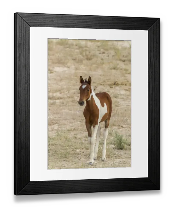 Framed Print : USA, Utah, Tooele County. Wild horse foal close-up Framed Print : USA, Utah, Tooele County. Wild horse foal close-up