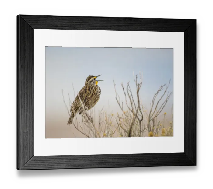 Framed Print : USA, Utah, Antelope Island. Western Meadowlark sings from a sagebrush perch in Spring Framed Print : USA, Utah, Antelope Island. Western Meadowlark sings from a sagebrush perch in Spring