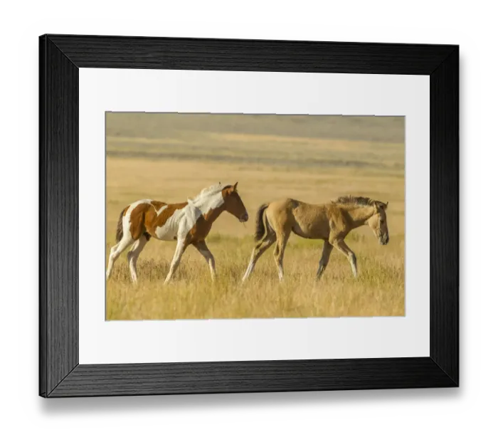 Framed Print : USA, Utah, Tooele County. Wild horse foals walking