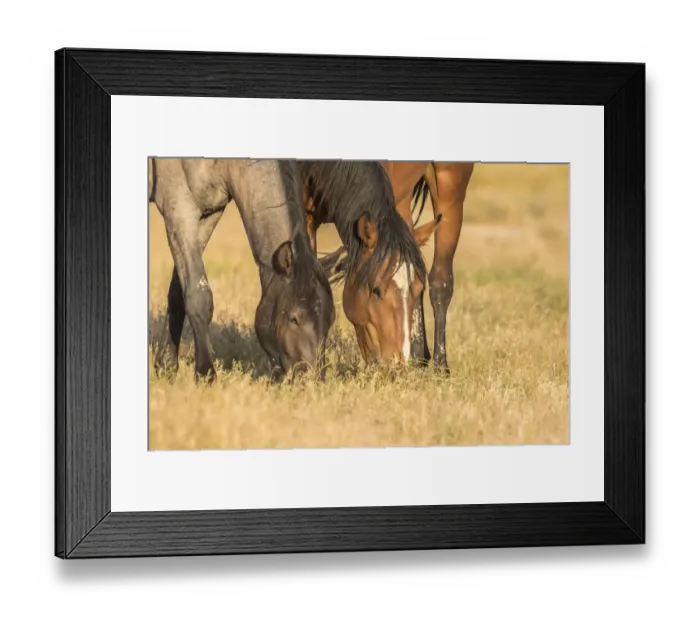 Framed Print : USA, Utah, Tooele County. Wild horses grazing Framed Print : USA, Utah, Tooele County. Wild horses grazing