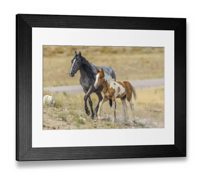Framed Print : USA, Utah, Tooele County. Wild horses mother and colt Framed Print : USA, Utah, Tooele County. Wild horses mother and colt