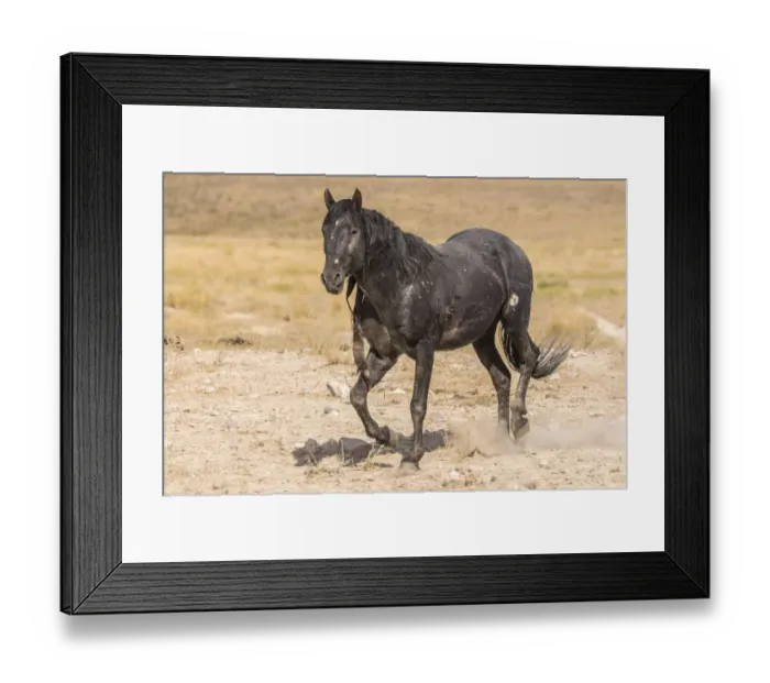Framed Print : USA, Utah, Tooele County. Wild horse stallion close-up Framed Print : USA, Utah, Tooele County. Wild horse stallion close-up