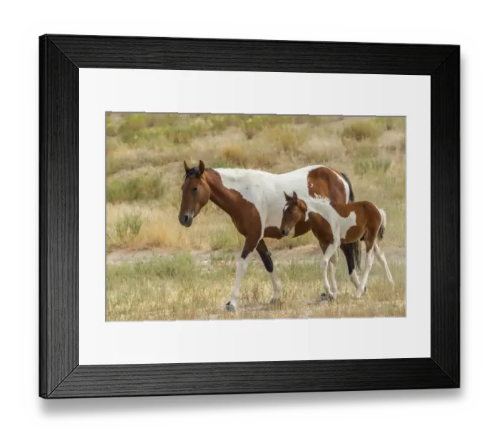 Framed Print : USA, Utah, Tooele County. Wild mare horse and colt