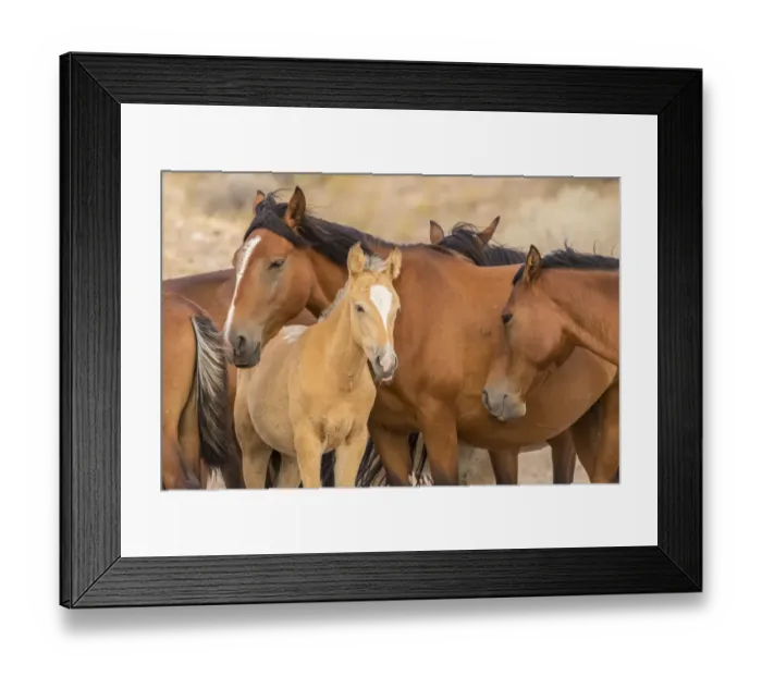 Framed Print : USA, Utah, Tooele County. Wild horses close-up Framed Print : USA, Utah, Tooele County. Wild horses close-up