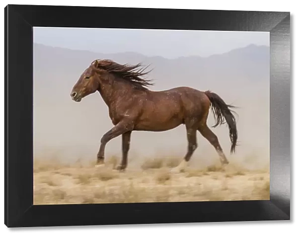 USA, Utah, Tooele County. Wild horse running