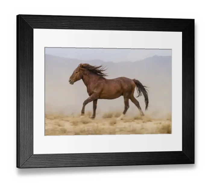Framed Print : USA, Utah, Tooele County. Wild horse running Framed Print : USA, Utah, Tooele County. Wild horse running