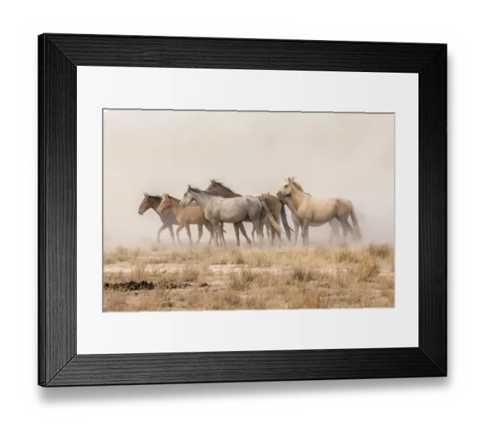 Framed Print : USA, Utah, Tooele County. Wild horses and dust Framed Print : USA, Utah, Tooele County. Wild horses and dust