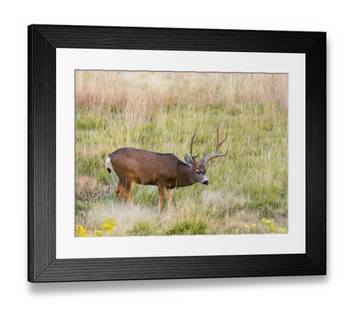 Framed Print : Utah, Capitol Reef National Park, mule deer