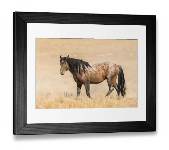 Framed Print : USA, Utah, Tooele County. Wild horse adult profile Framed Print : USA, Utah, Tooele County. Wild horse adult profile