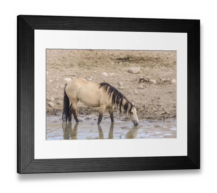 Framed Print : USA, Utah, Tooele County. Wild horse drinking from waterhole
