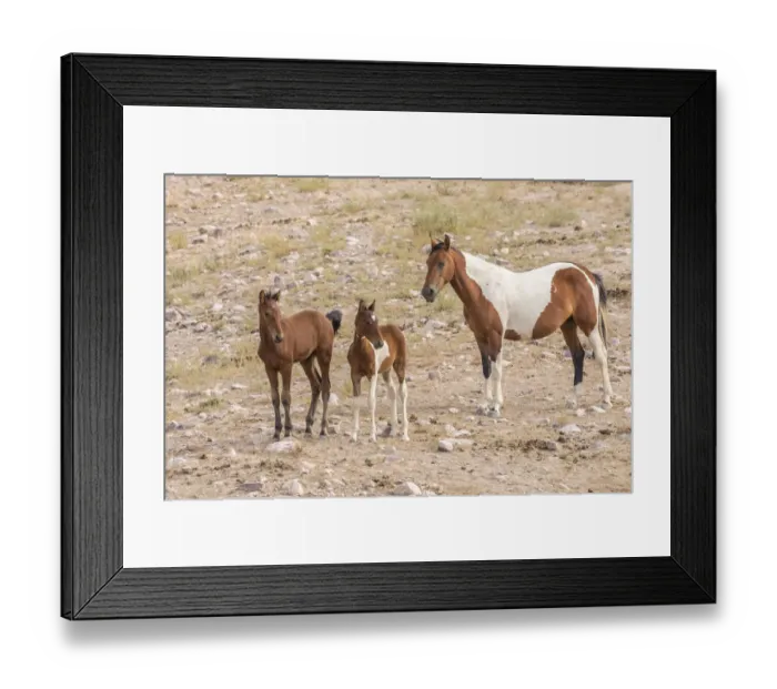 Framed Print : USA, Utah, Tooele County. Wild horse mare and colts Framed Print : USA, Utah, Tooele County. Wild horse mare and colts