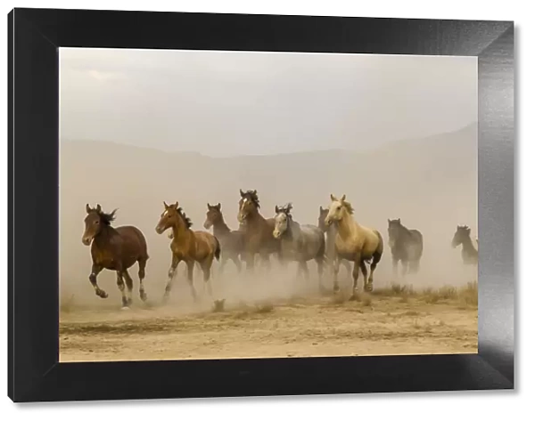 USA, Utah, Tooele County. Wild horses running
