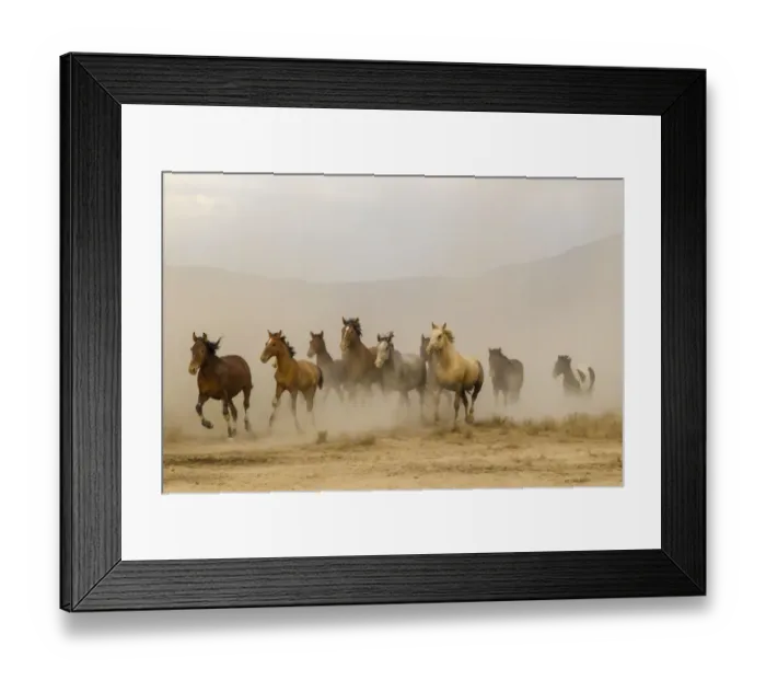 Framed Print : USA, Utah, Tooele County. Wild horses running Framed Print : USA, Utah, Tooele County. Wild horses running