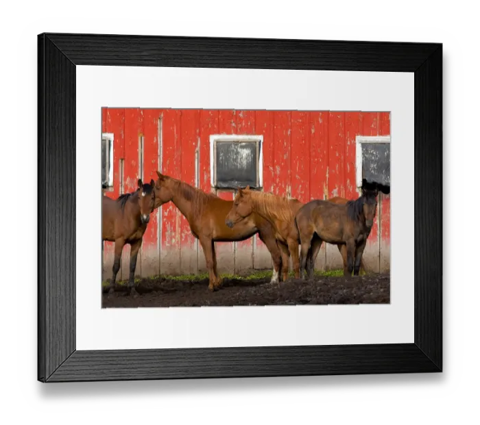 Framed Print : USA, Washington State, Palouse. Horses next to red barn Framed Print : USA, Washington State, Palouse. Horses next to red barn
