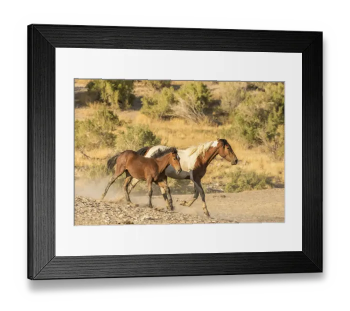 Framed Print : USA, Utah, Tooele County. Wild mare horse and colt running Framed Print : USA, Utah, Tooele County. Wild mare horse and colt running