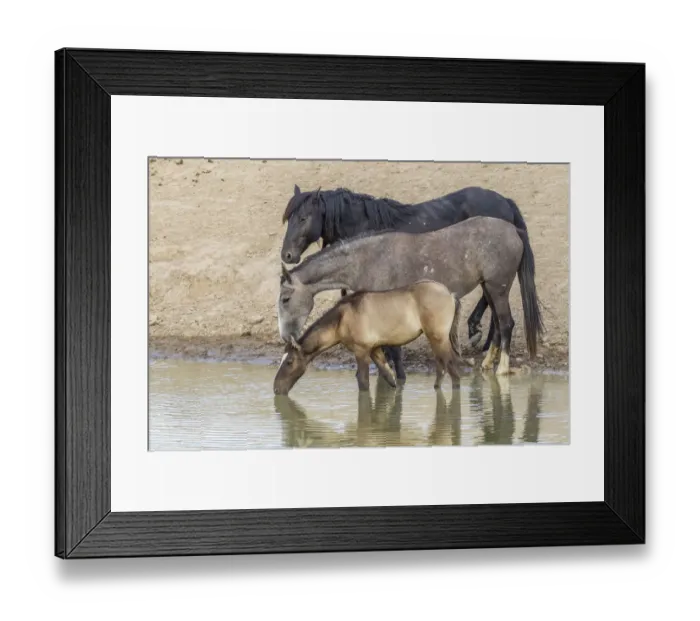 Framed Print : USA, Utah, Tooele County. Wild horses drinking from waterhole Framed Print : USA, Utah, Tooele County. Wild horses drinking from waterhole
