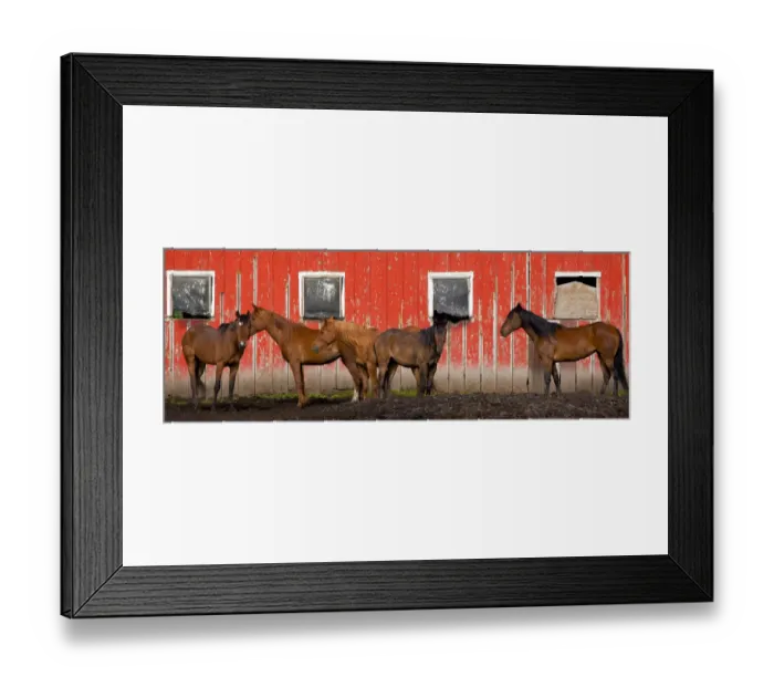 Framed Print : USA, Washington State, Palouse. Panoramic of horses next to red barn Framed Print : USA, Washington State, Palouse. Panoramic of horses next to red barn