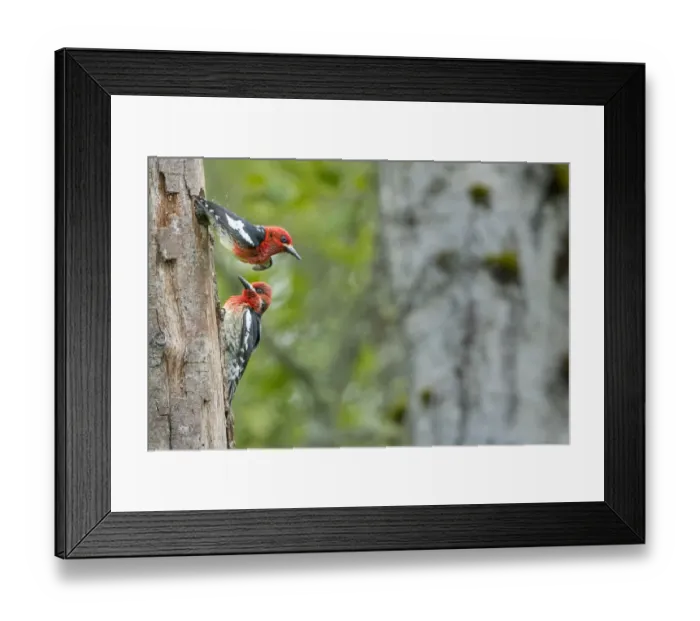 Framed Print : USA, Washington State. Red-breasted Sapsucker (Sphyrapicus ruber) flying from nest