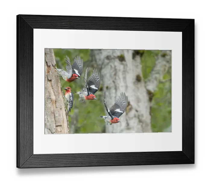 Framed Print : USA, Washington State. Multiple images of a Red-breasted Sapsucker (Sphyrapicus ruber) Framed Print : USA, Washington State. Multiple images of a Red-breasted Sapsucker (Sphyrapicus ruber)