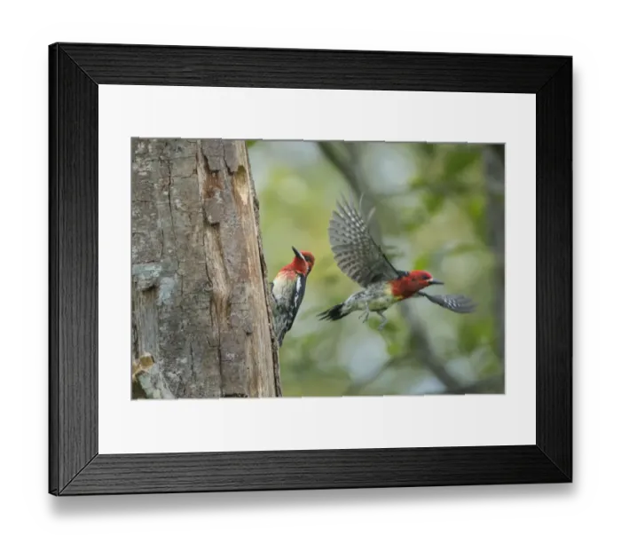 Framed Print : USA, Washington State. Red-breasted Sapsucker (Sphyrapicus ruber) flying from nest Framed Print : USA, Washington State. Red-breasted Sapsucker (Sphyrapicus ruber) flying from nest