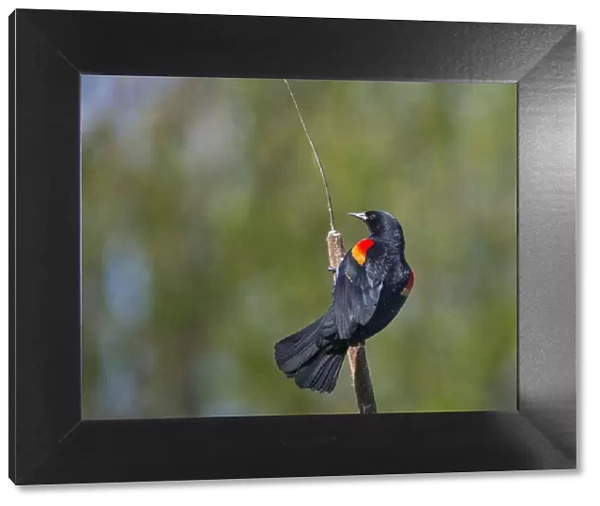 USA, Washington State. Male Red-winged Blackbird (Agelaius phoeniceus) displaying