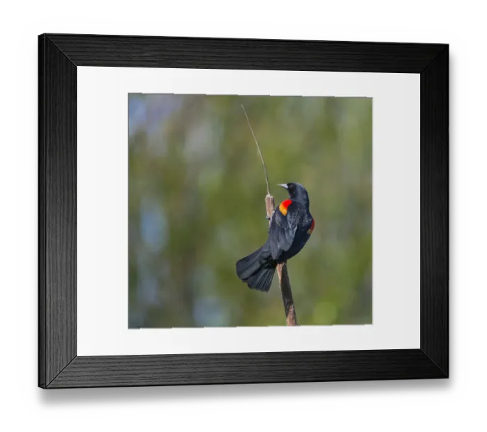 Framed Print : USA, Washington State. Male Red-winged Blackbird (Agelaius phoeniceus) displaying