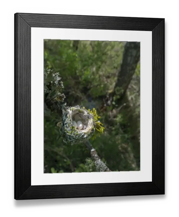 Framed Print : USA, Washington State. Annas Hummingbird (Calypte anna) nest with two coffee-bean-sized Framed Print : USA, Washington State. Annas Hummingbird (Calypte anna) nest with two coffee-bean-sized