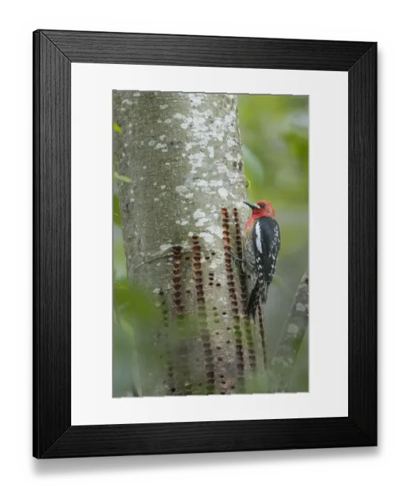 Framed Print : USA, Washington State. Red-breasted Sapsucker (Sphyrapicus ruber) perches aside rows Framed Print : USA, Washington State. Red-breasted Sapsucker (Sphyrapicus ruber) perches aside rows
