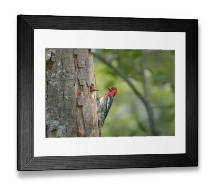 Framed Print : USA, Washington State. Red-breasted Sapsucker (Sphyrapicus ruber) mated pair at their Framed Print : USA, Washington State. Red-breasted Sapsucker (Sphyrapicus ruber) mated pair at their