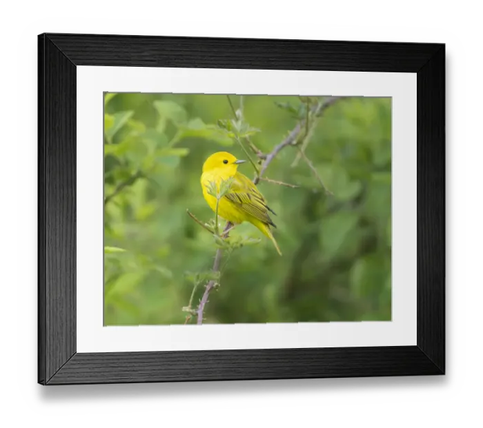 Framed Print : USA, Washington State. Breeding plumage male Yellow Warbler (Dendroica petechia) Framed Print : USA, Washington State. Breeding plumage male Yellow Warbler (Dendroica petechia)