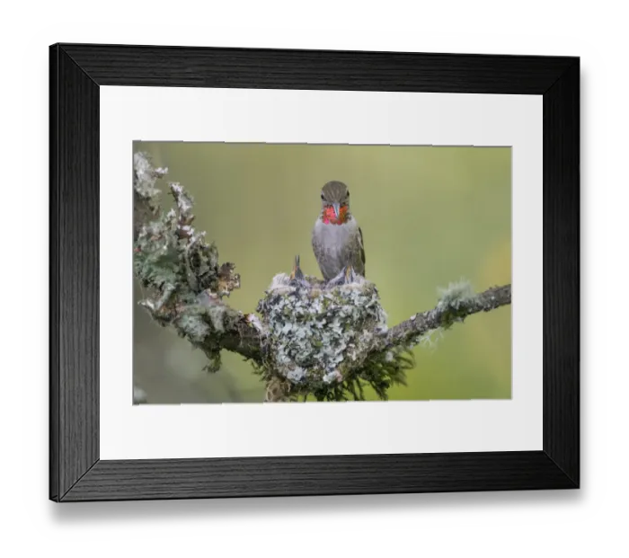 Framed Print : USA, Washington State. Annas Hummingbird (Calypte anna) female feeds two chicks Framed Print : USA, Washington State. Annas Hummingbird (Calypte anna) female feeds two chicks