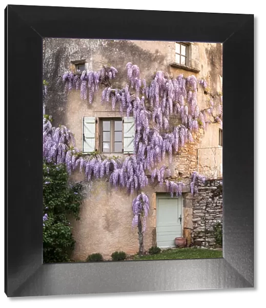 France, La Garrigue. Mas de Garrigue, wisteria growing on a turret of the home. (PR)