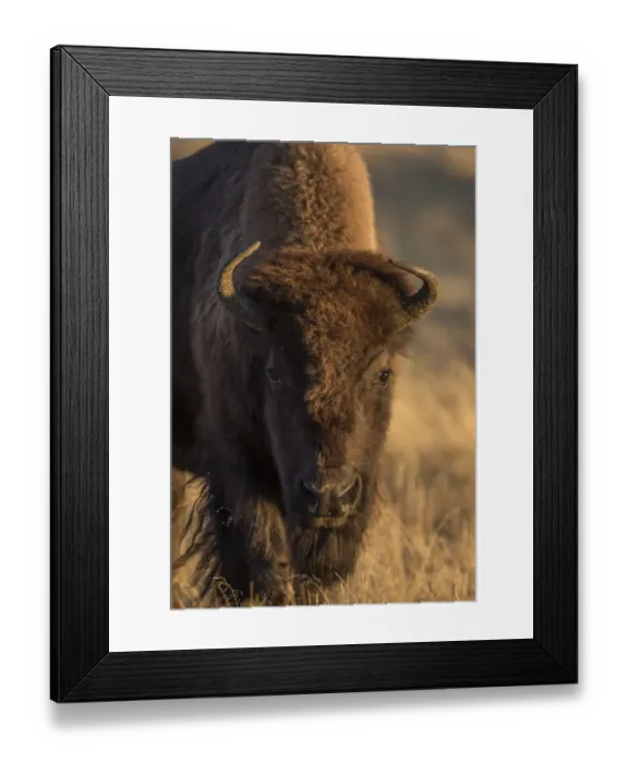 Framed Print : USA, Wyoming. Yellowstone National Park, cow bison poses for a in the autumn grasses