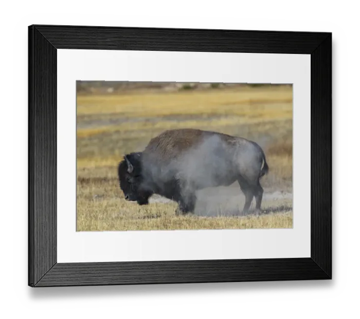 Framed Print : USA, Wyoming. Yellowstone National Park, bull Bison shaking the dust off of his coat Framed Print : USA, Wyoming. Yellowstone National Park, bull Bison shaking the dust off of his coat