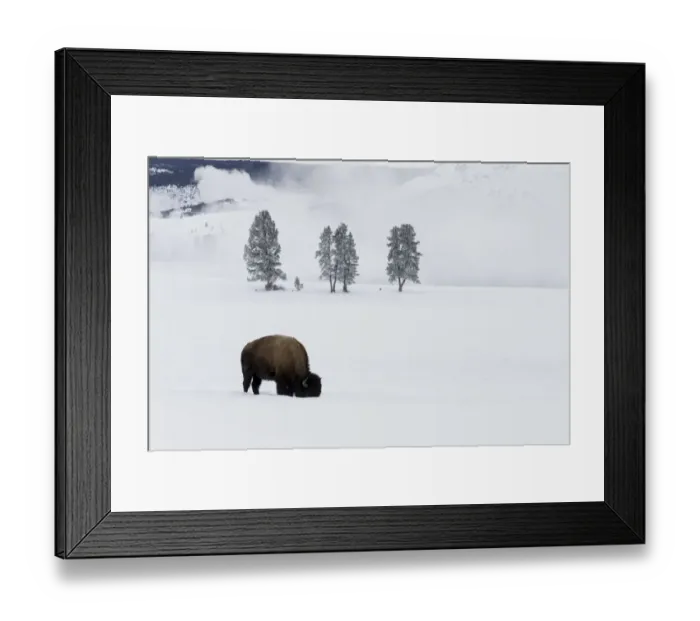 Framed Print : USA, Wyoming, Yellowstone National Park. American bison (Bos bison) bull foraging Framed Print : USA, Wyoming, Yellowstone National Park. American bison (Bos bison) bull foraging