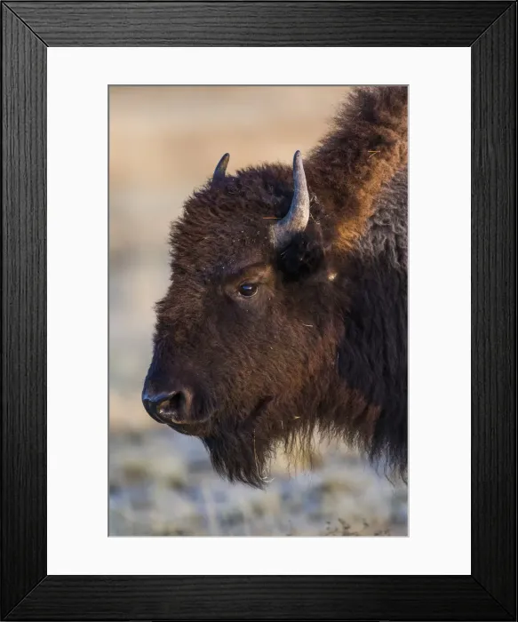 Framed Print : USA, Wyoming. Yellowstone National Park, bison cow at Fountain Flats in autumn Framed Print : USA, Wyoming. Yellowstone National Park, bison cow at Fountain Flats in autumn
