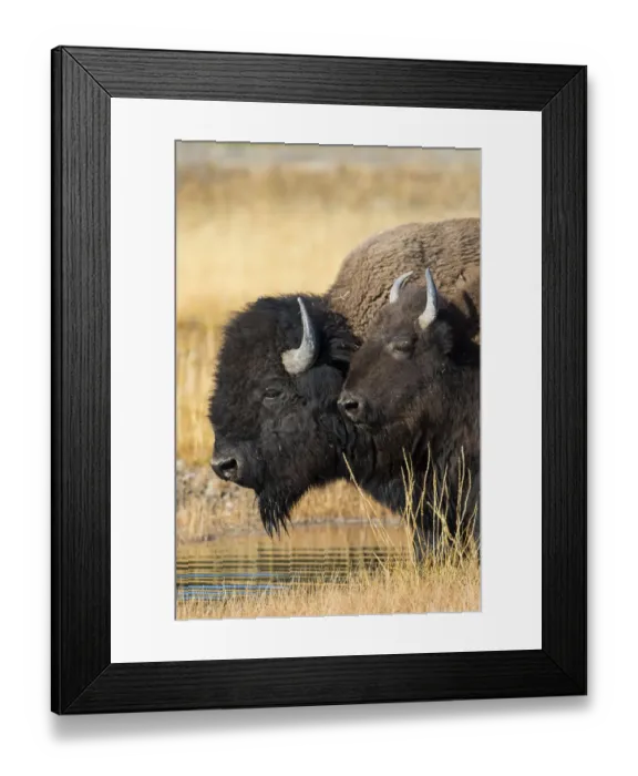 Framed Print : USA, Wyoming. Yellowstone National Park, bull Bison tends a cow along the Firehole River