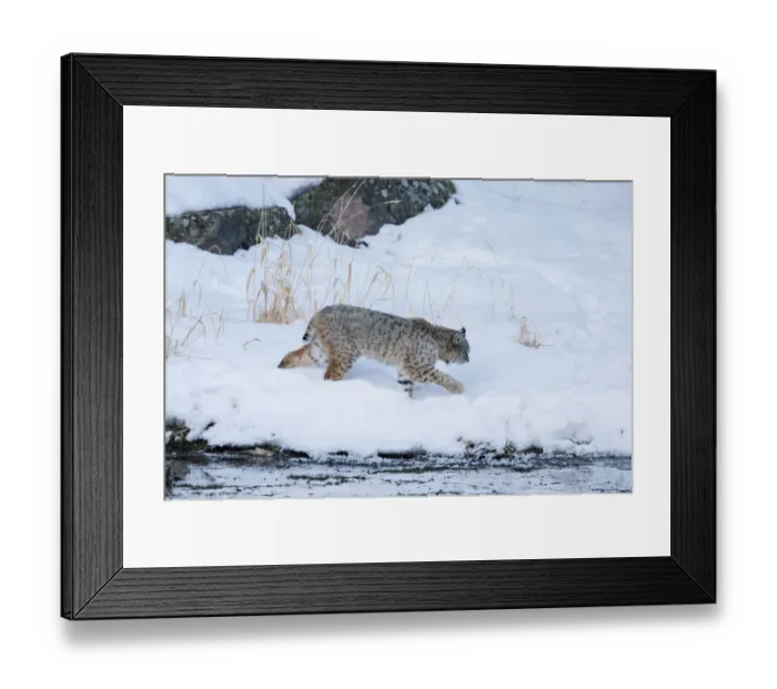 Framed Print : USA, Wyoming, Yellowstone National Park, Madison River, bobcat (Lynx rufus) Framed Print : USA, Wyoming, Yellowstone National Park, Madison River, bobcat (Lynx rufus)