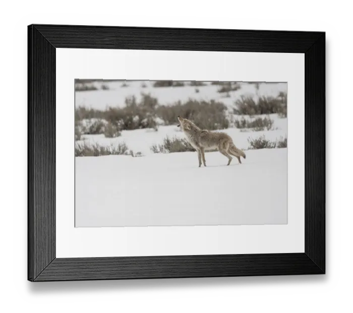 Framed Print : USA, Wyoming, Yellowstone National Park, Lamar Valley Framed Print : USA, Wyoming, Yellowstone National Park, Lamar Valley