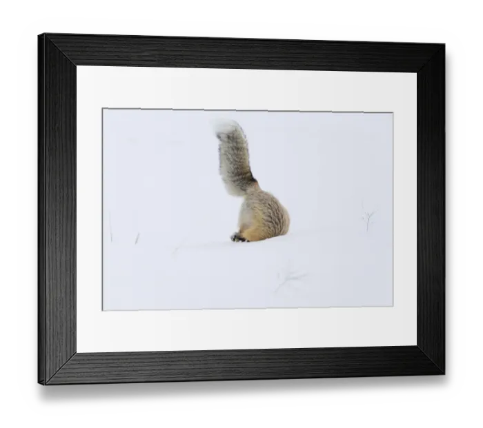 Framed Print : USA, Wyoming, Yellowstone National Park. A red fox (Vulpes vulpes) is headfirst in Framed Print : USA, Wyoming, Yellowstone National Park. A red fox (Vulpes vulpes) is headfirst in