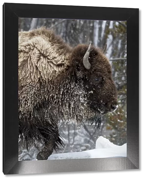 USA, Wyoming, Yellowstone National Park. American bison (Bos bison) struggles through the snow