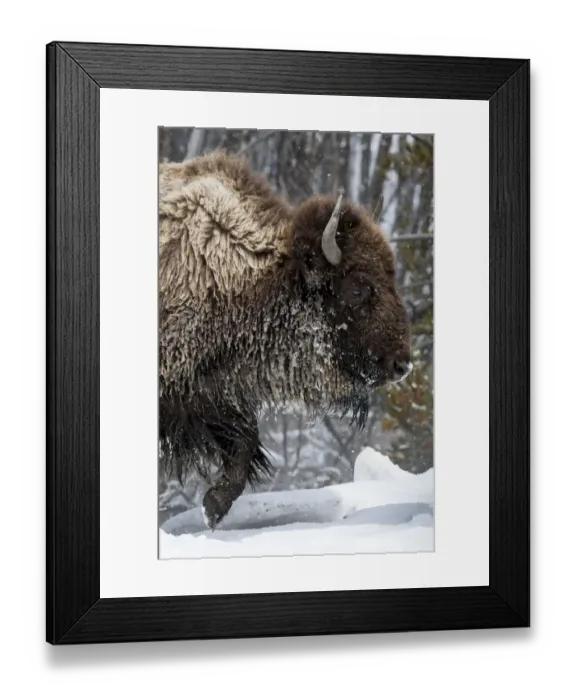 Framed Print : USA, Wyoming, Yellowstone National Park. American bison (Bos bison) struggles through the snow Framed Print : USA, Wyoming, Yellowstone National Park. American bison (Bos bison) struggles through the snow