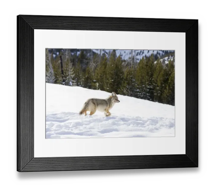 Framed Print : USA, Wyoming, Yellowstone National Park. A coyote (Canis latrans) moving through